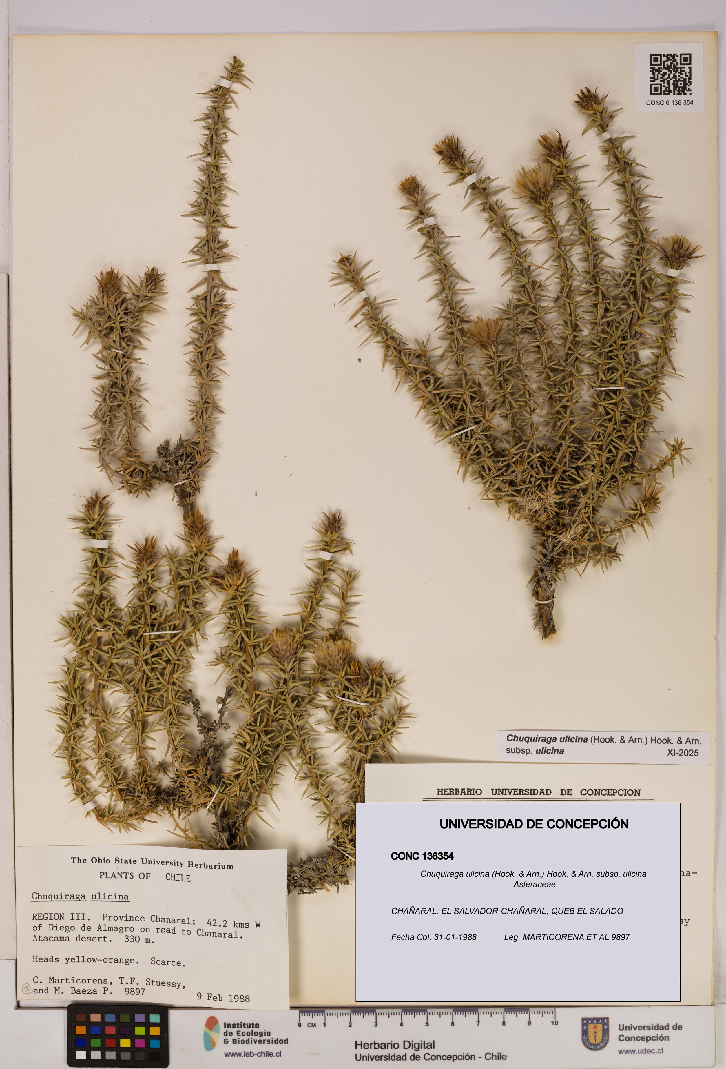 Chuquiraga ulicina subsp. ulicina [Espécimen: UDEC:CONC:0136354]