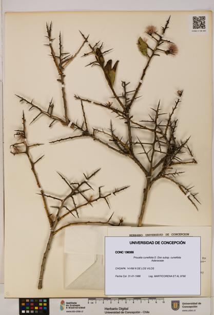 Proustia cuneifolia subsp. cuneifolia [Espécimen: UDEC:CONC:0136355]