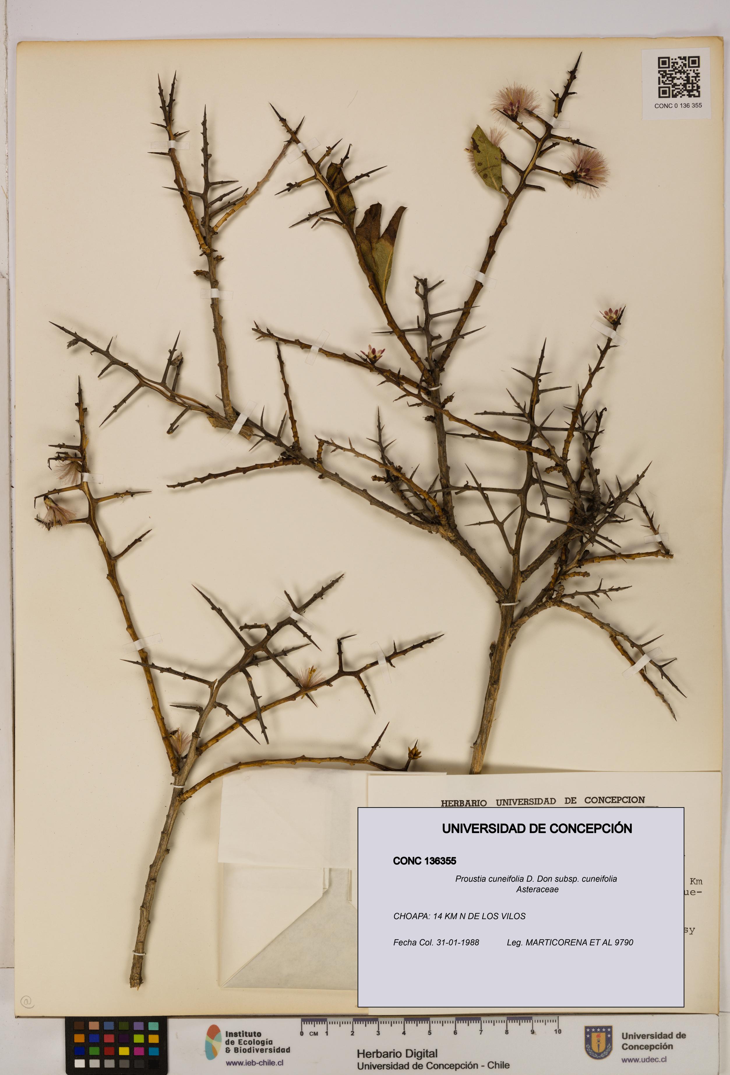 Proustia cuneifolia subsp. cuneifolia [Espécimen: UDEC:CONC:0136355]