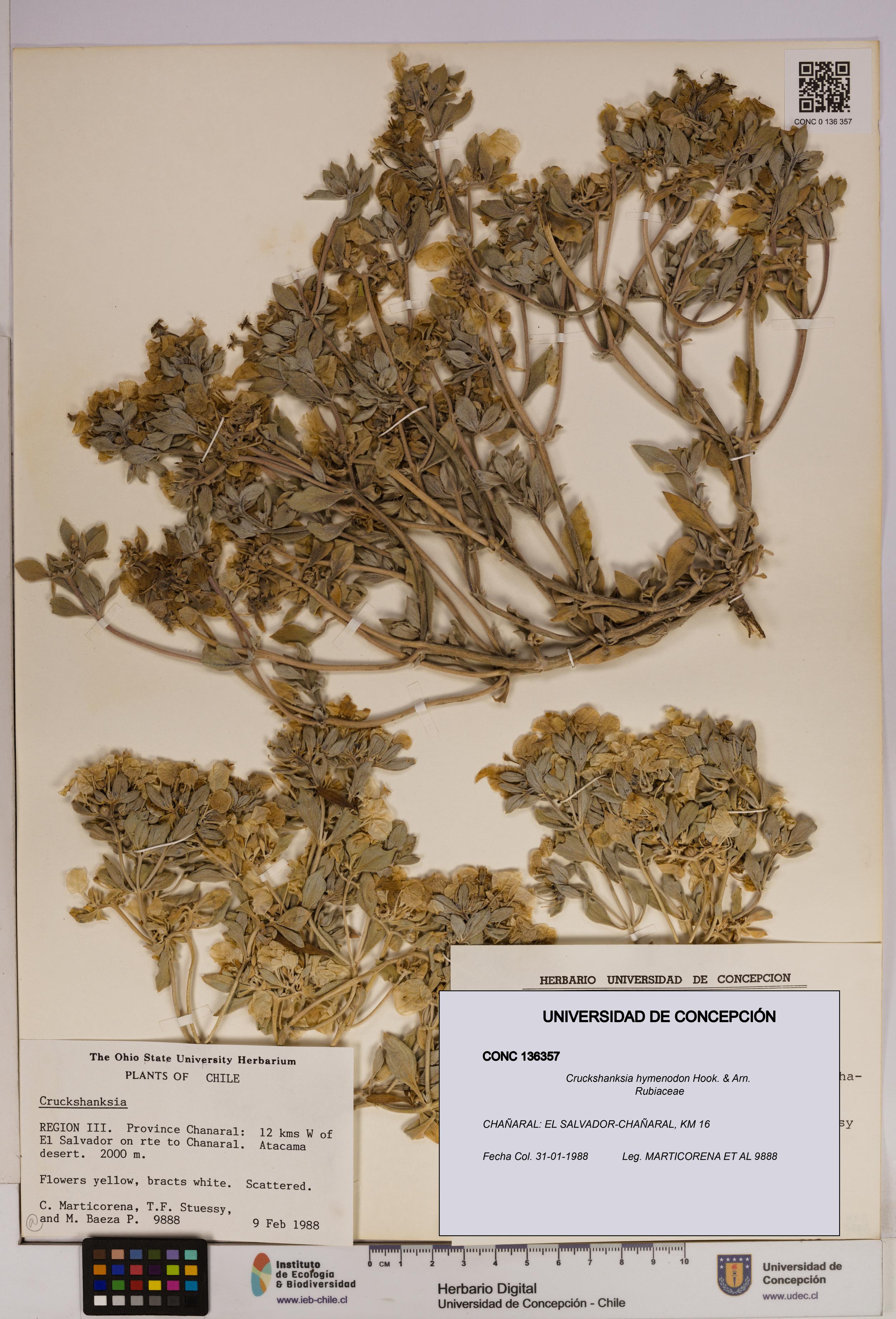 Cruckshanksia hymenodon [Espécimen: UDEC:CONC:0136357]