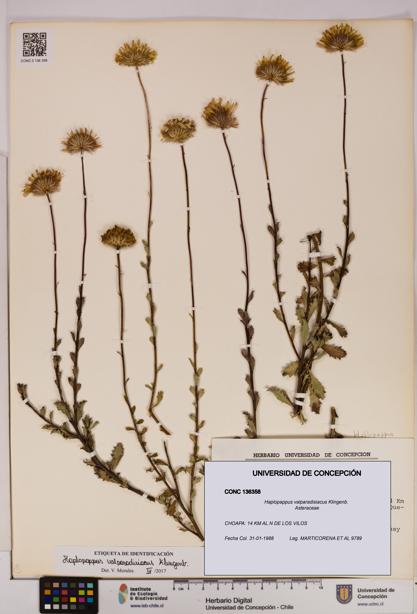 Haplopappus valparadisiacus [Espécimen: UDEC:CONC:0136358]