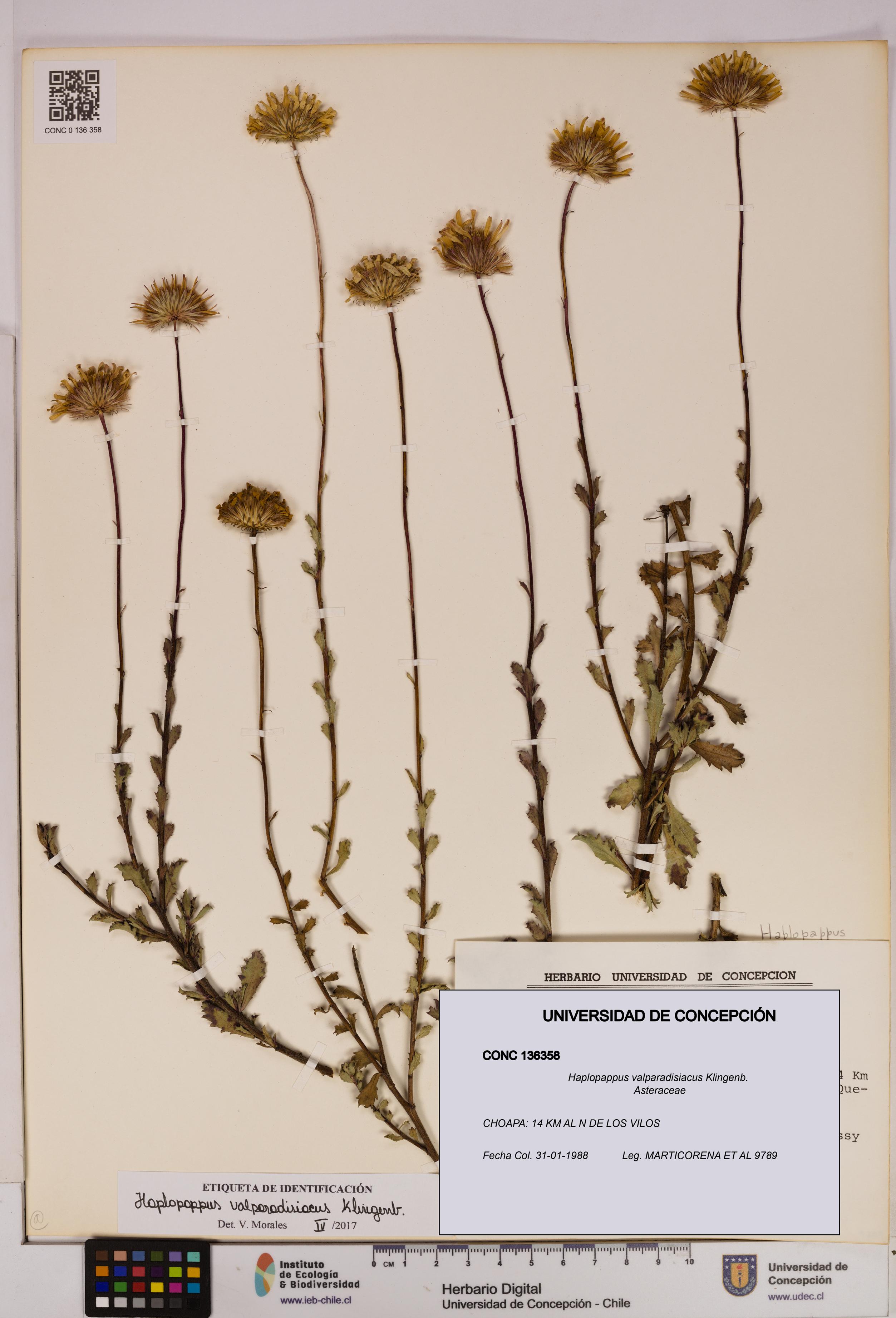 Haplopappus valparadisiacus [Espécimen: UDEC:CONC:0136358]