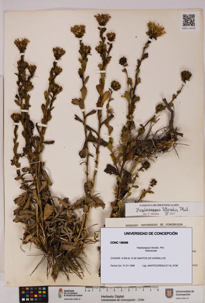Haplopappus litoralis [Espécimen: UDEC:CONC:0136359]