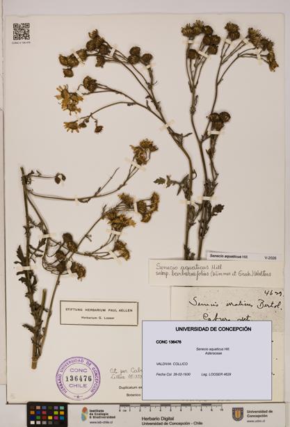 Senecio aquaticus [Espécimen: UDEC:CONC:0136476]