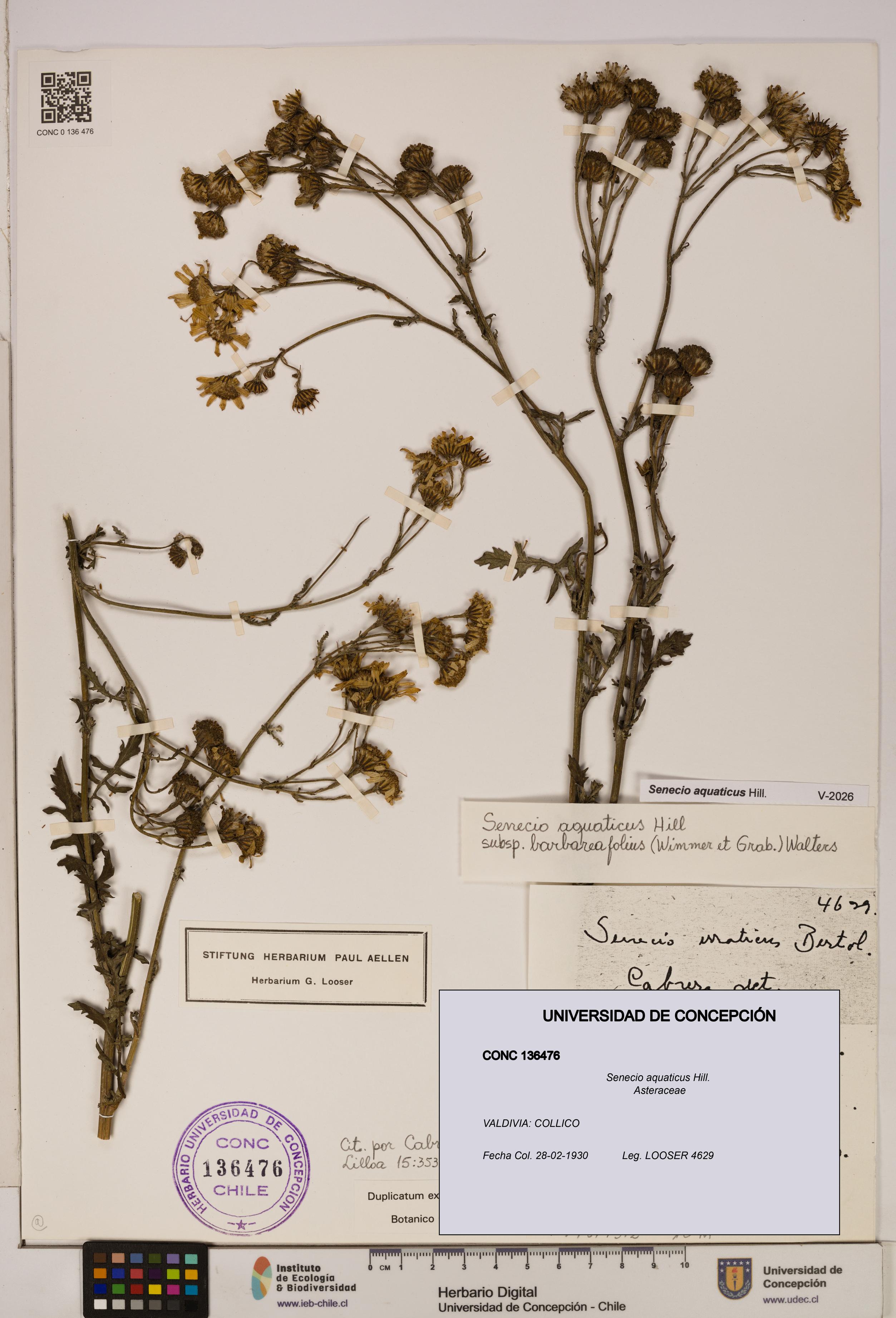 Senecio aquaticus [Espécimen: UDEC:CONC:0136476]