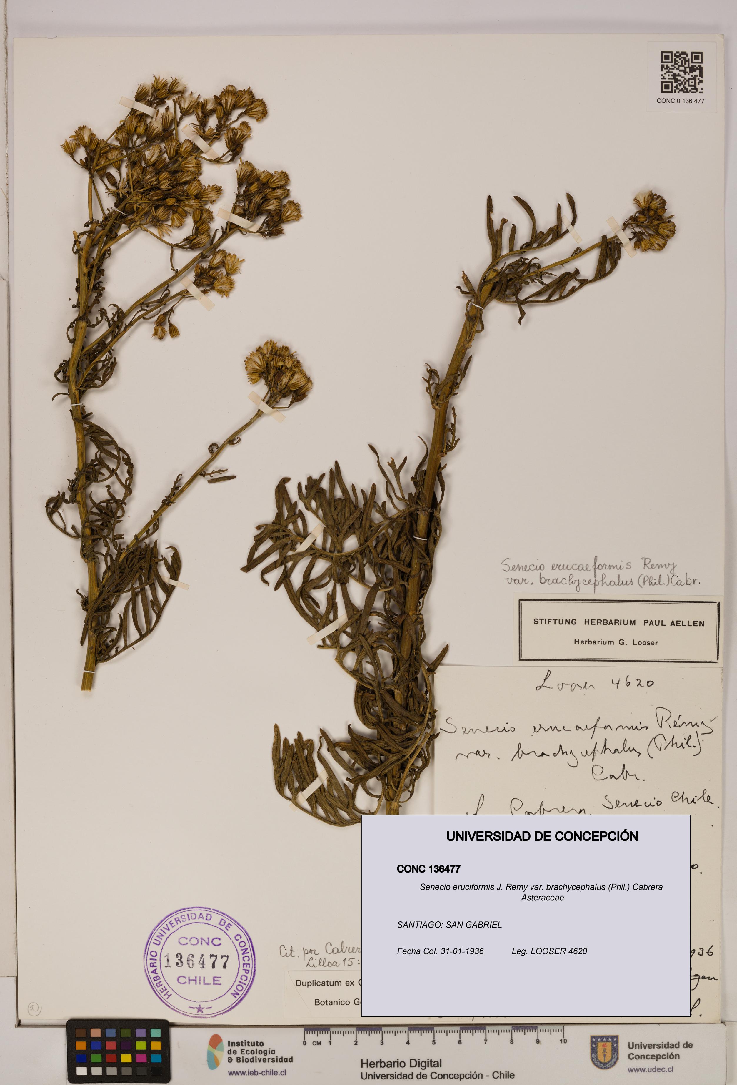 Senecio eruciformis var. brachycephalus [Espécimen: UDEC:CONC:0136477]