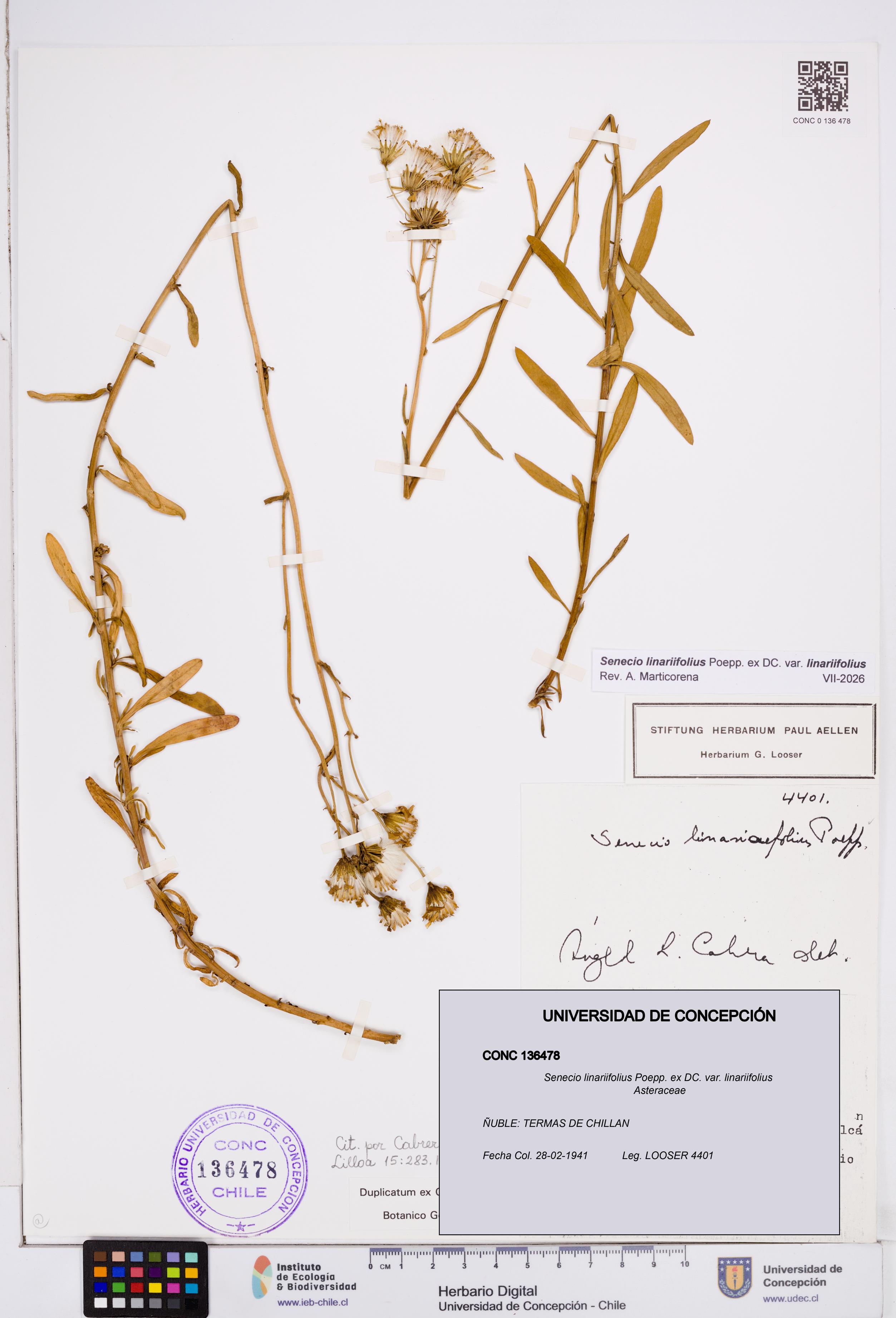 Senecio linariifolius var. linariifolius [Espécimen: ]