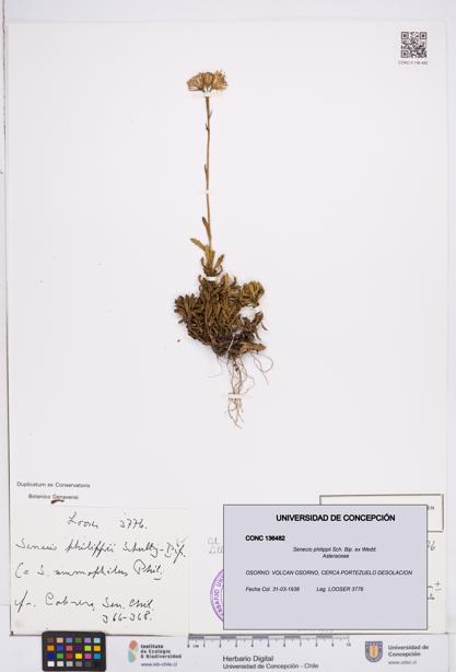 Senecio philippii [Espécimen: ]