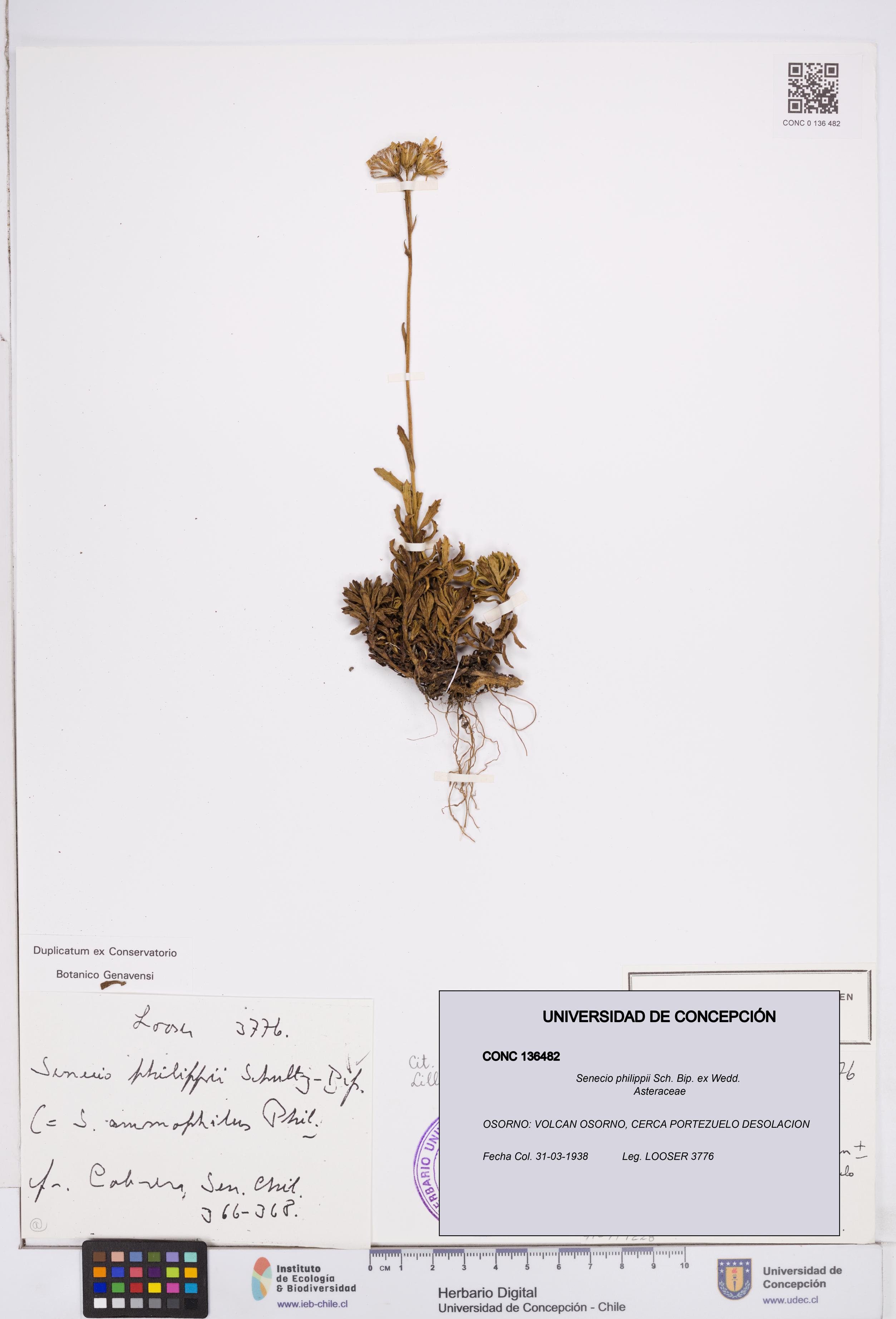 Senecio philippii [Espécimen: ]