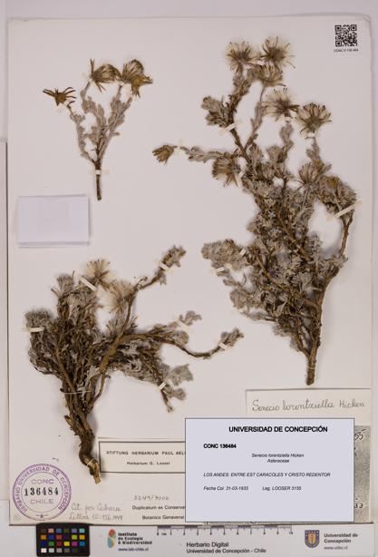 Senecio lorentziella [Espécimen: UDEC:CONC:0136484]