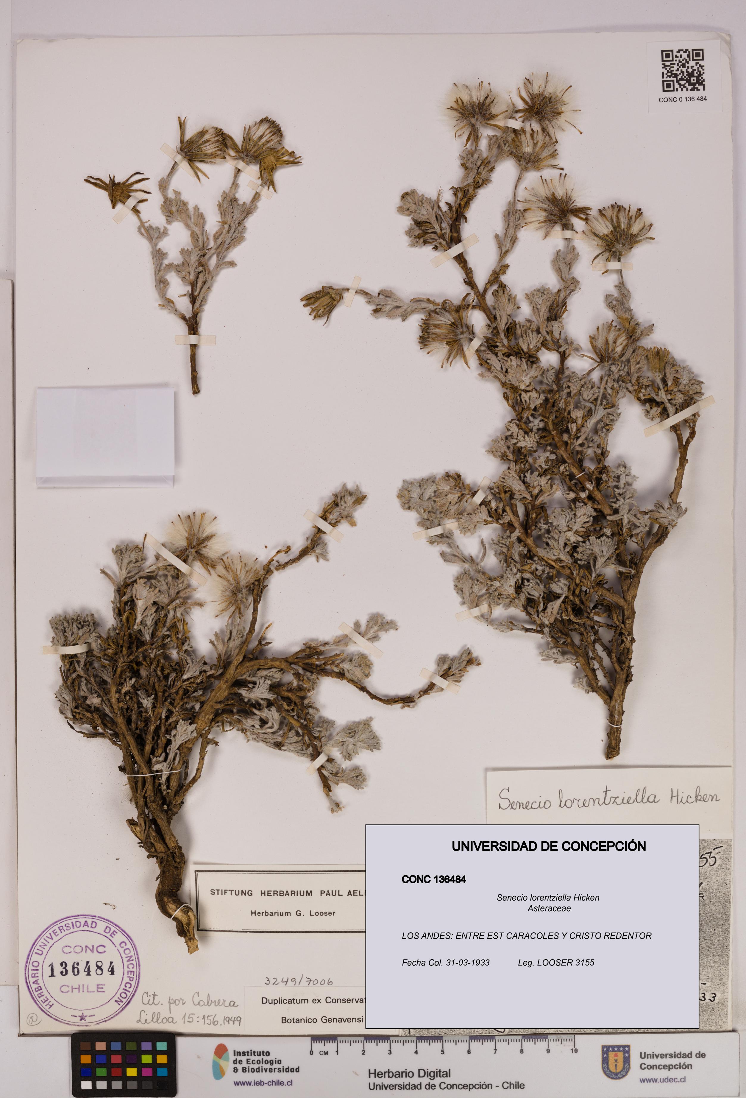 Senecio lorentziella [Espécimen: UDEC:CONC:0136484]