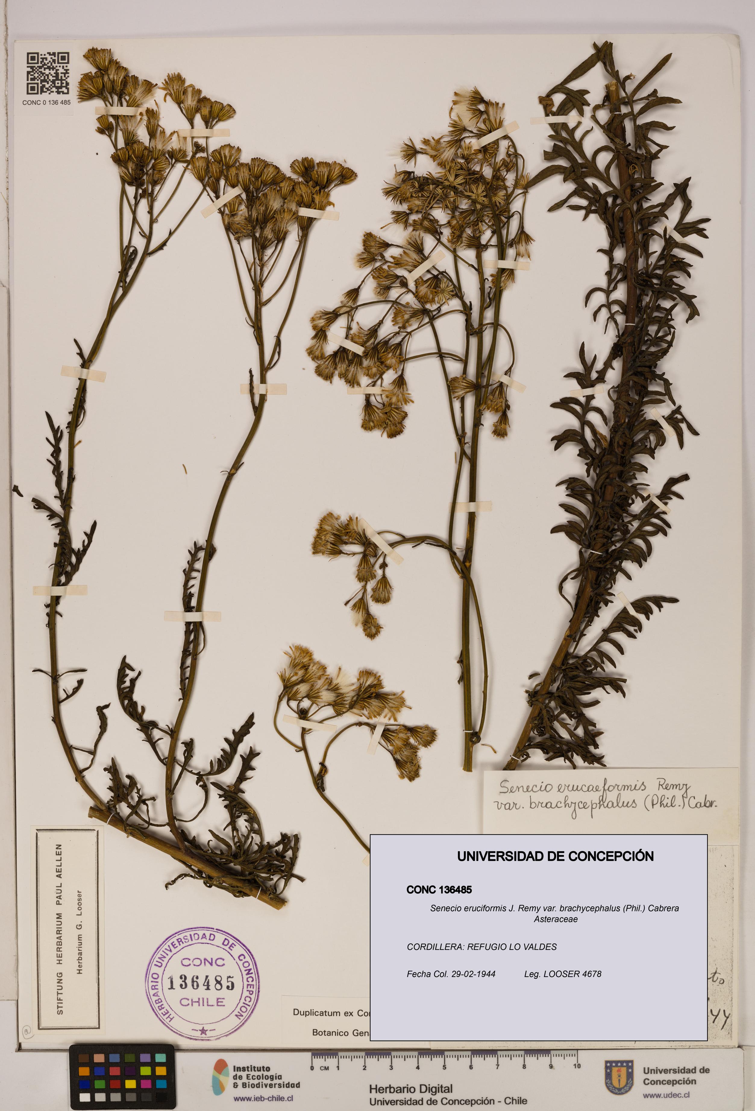 Senecio eruciformis var. brachycephalus [Espécimen: UDEC:CONC:0136485]