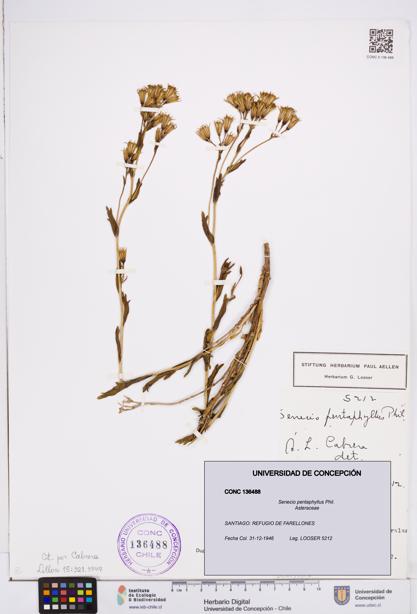 Senecio pentaphyllus [Espécimen: ]