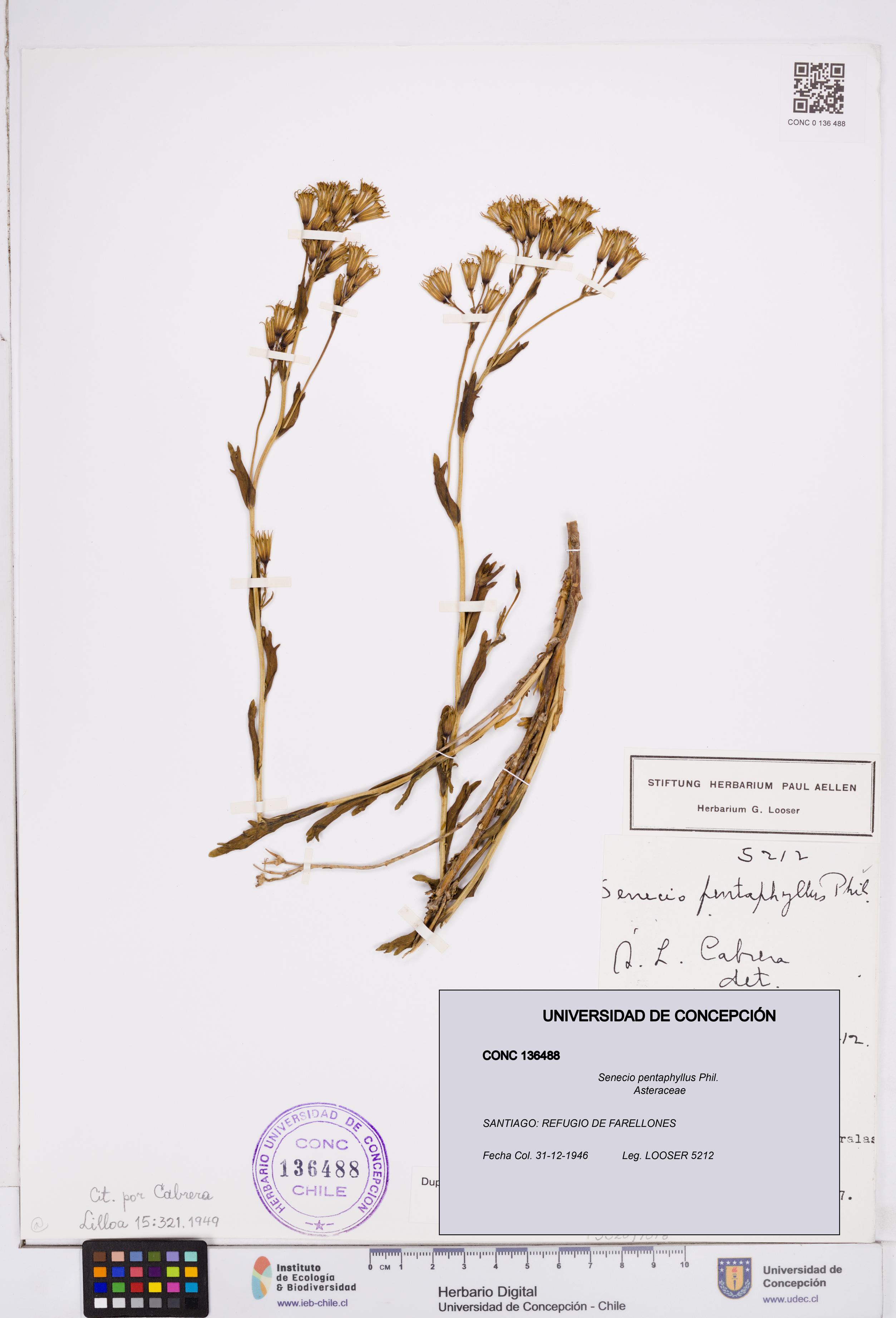 Senecio pentaphyllus [Espécimen: ]