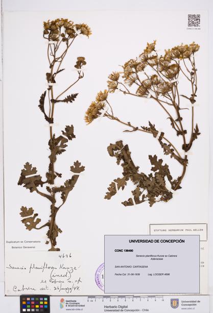 Senecio planiflorus [Espécimen: ]