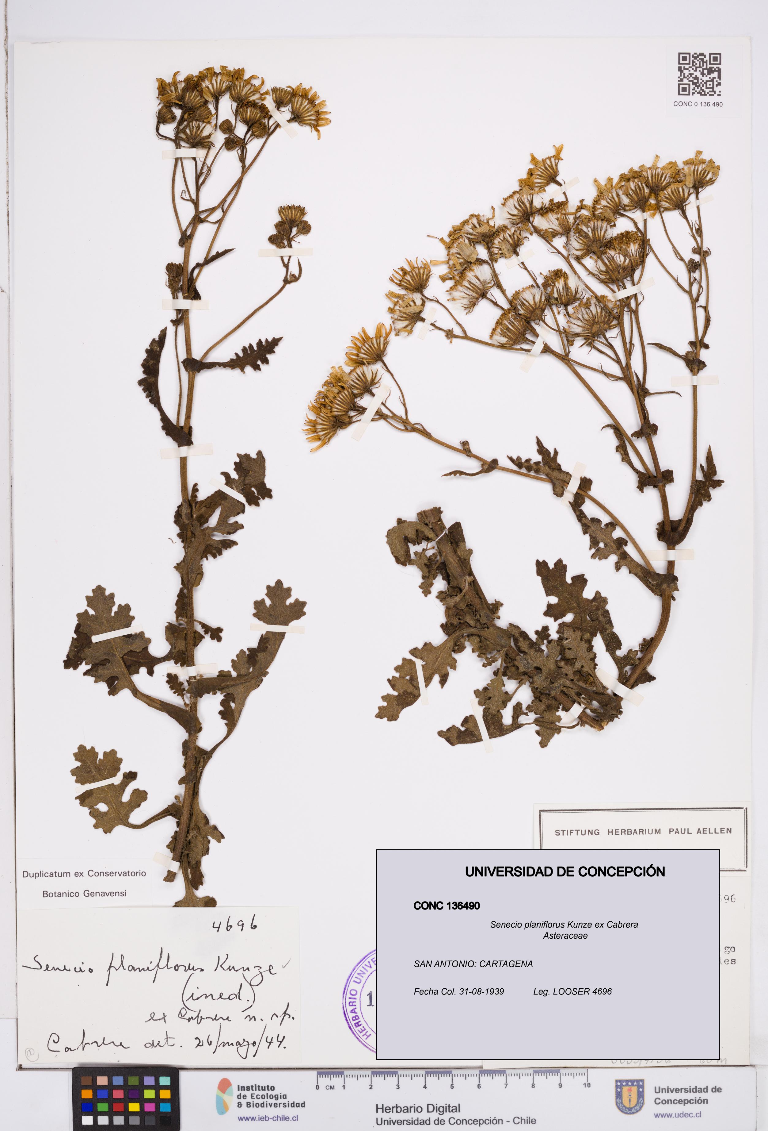 Senecio planiflorus [Espécimen: ]