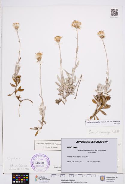 Senecio poeppigii var. poeppigii [Espécimen: ]