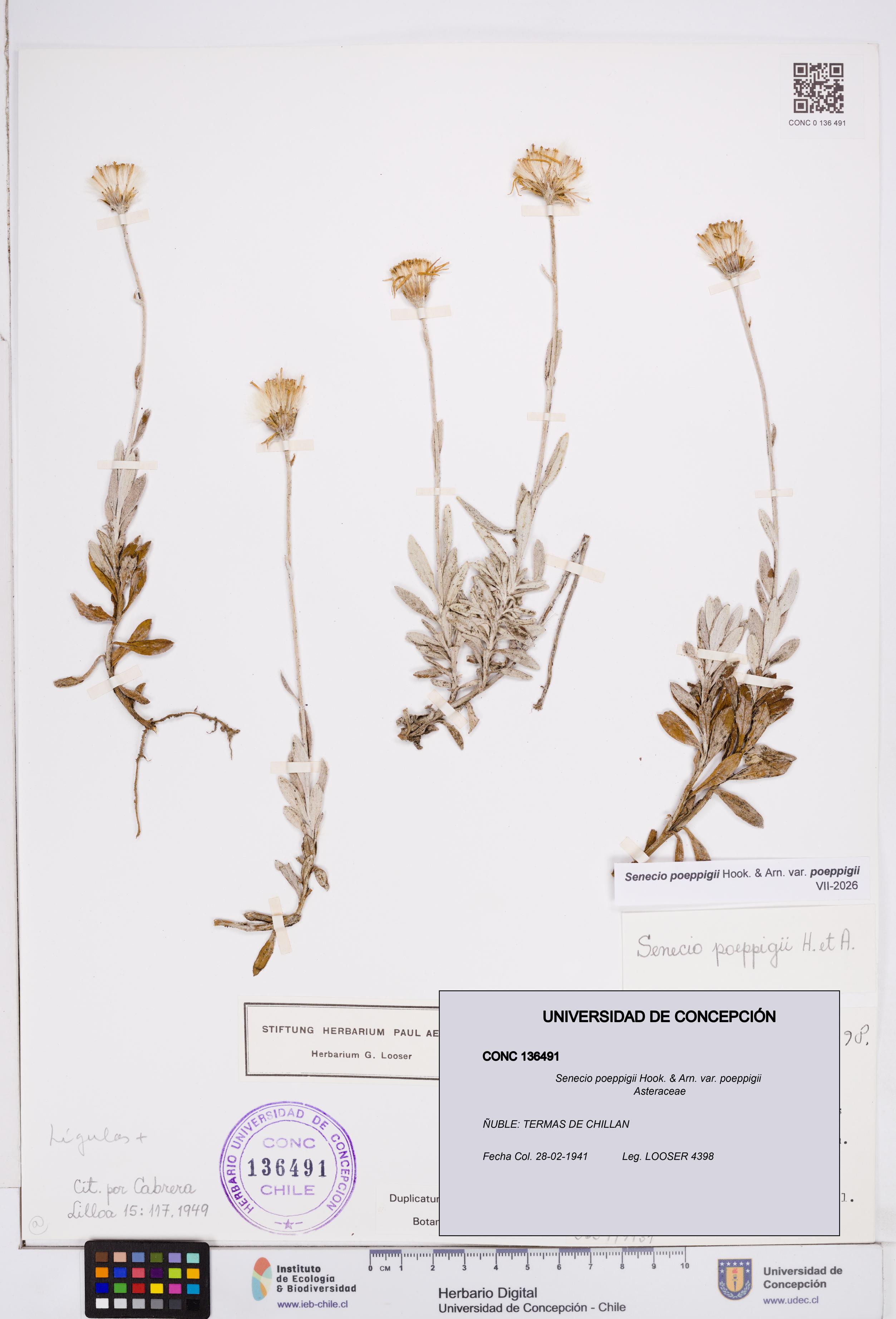 Senecio poeppigii var. poeppigii [Espécimen: ]