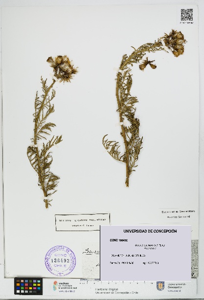 Senecio eruciformis [Espécimen: UDEC:CONC:0136492]