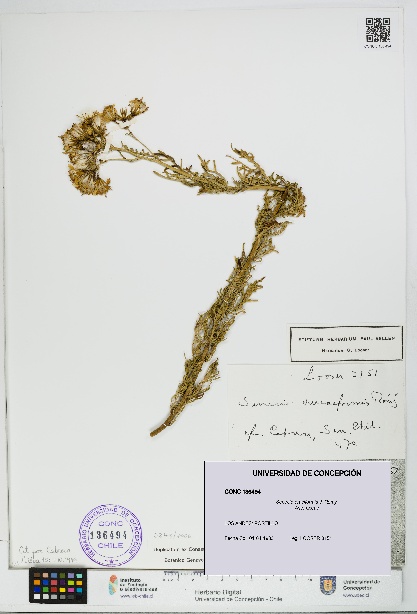 Senecio eruciformis [Espécimen: UDEC:CONC:0136494]