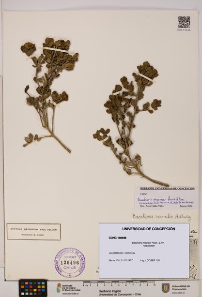 Baccharis macraei [Espécimen: UDEC:CONC:0136496]