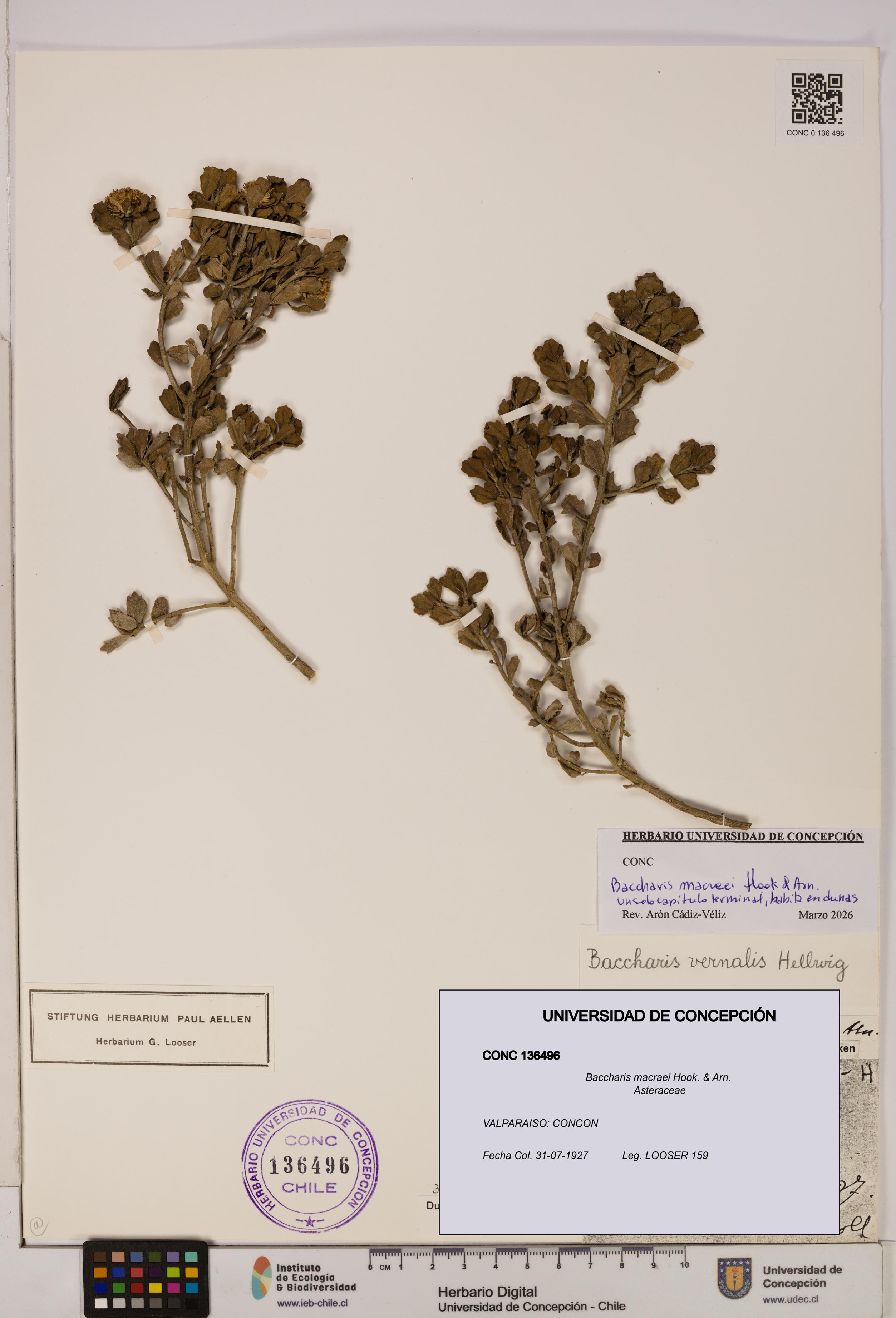 Baccharis macraei [Espécimen: UDEC:CONC:0136496]