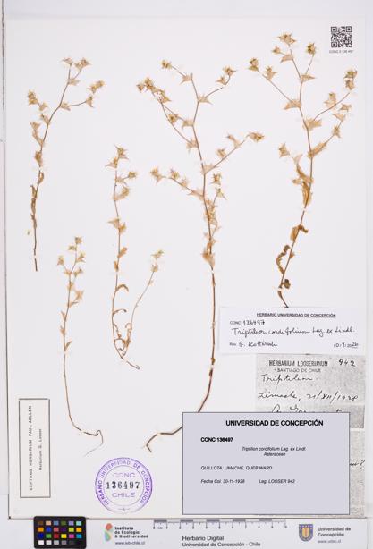 Triptilion cordifolium [Espécimen: ]