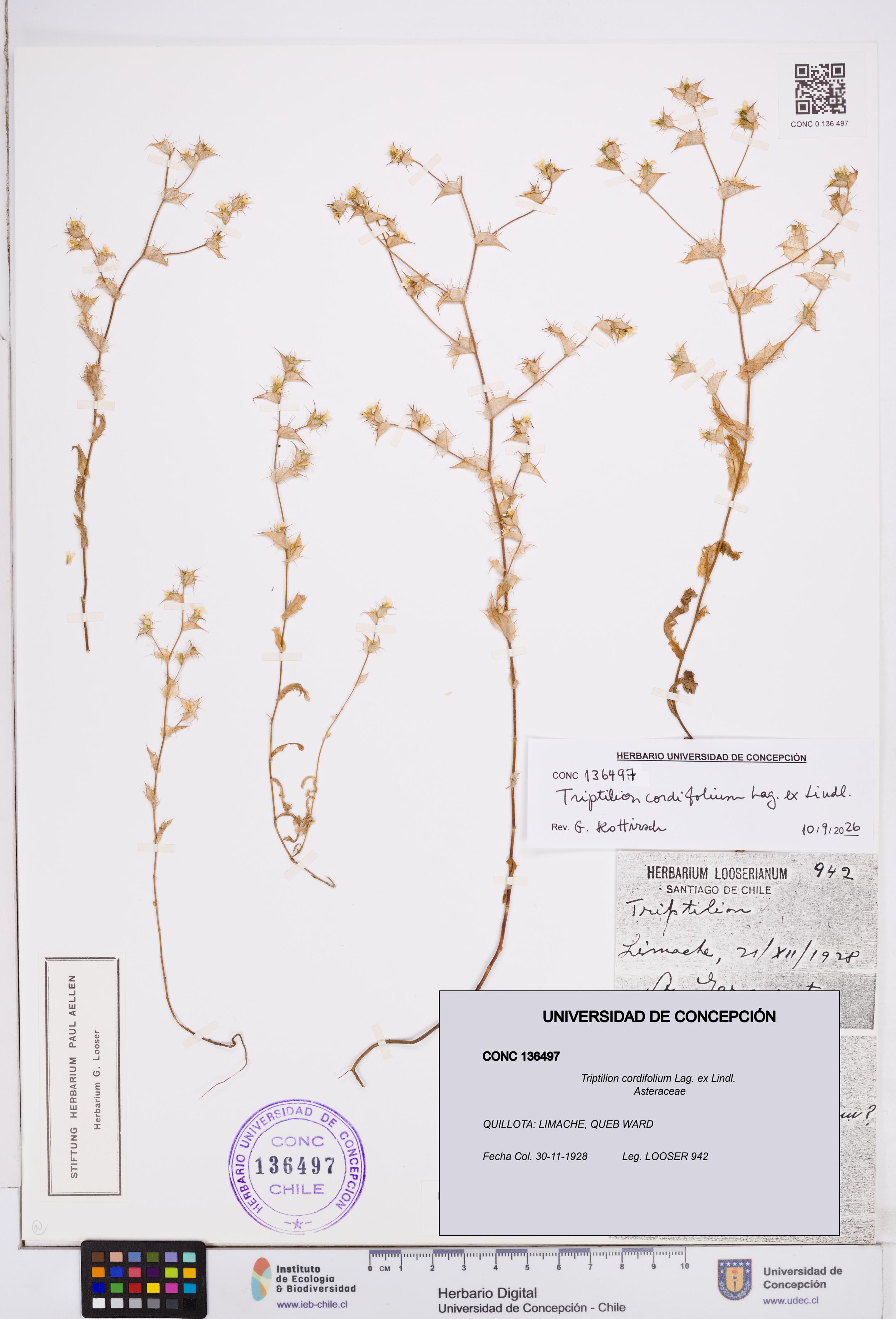 Triptilion cordifolium [Espécimen: ]
