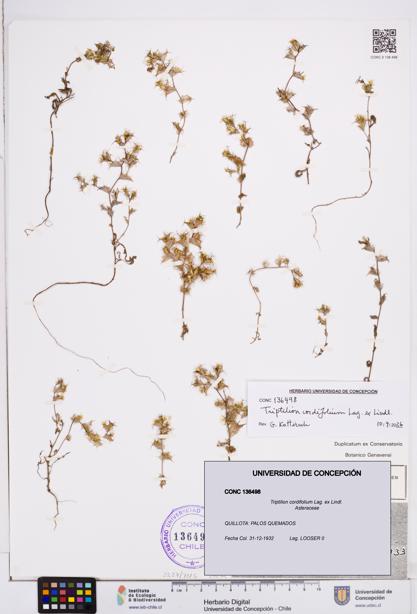 Triptilion cordifolium [Espécimen: ]