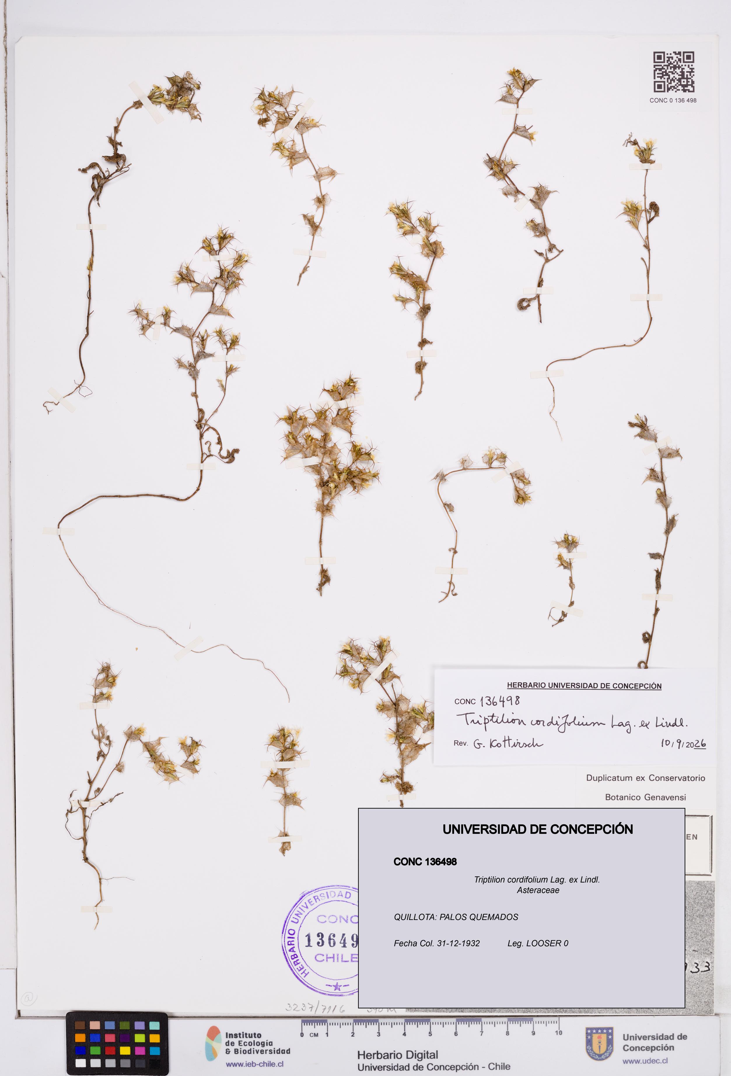 Triptilion cordifolium [Espécimen: ]