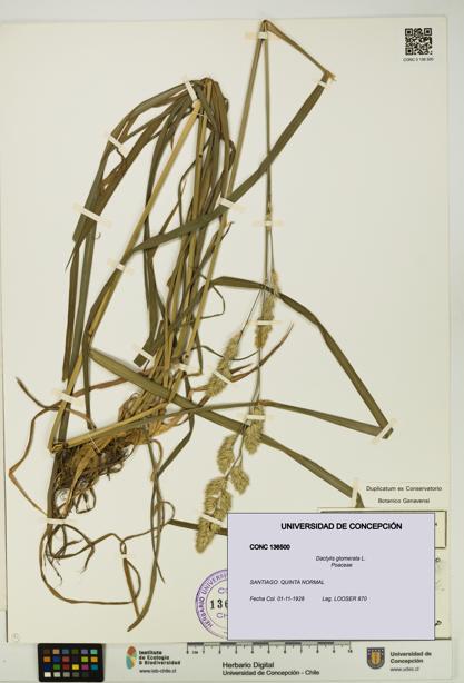 Dactylis glomerata [Espécimen: UDEC:CONC:0136500]