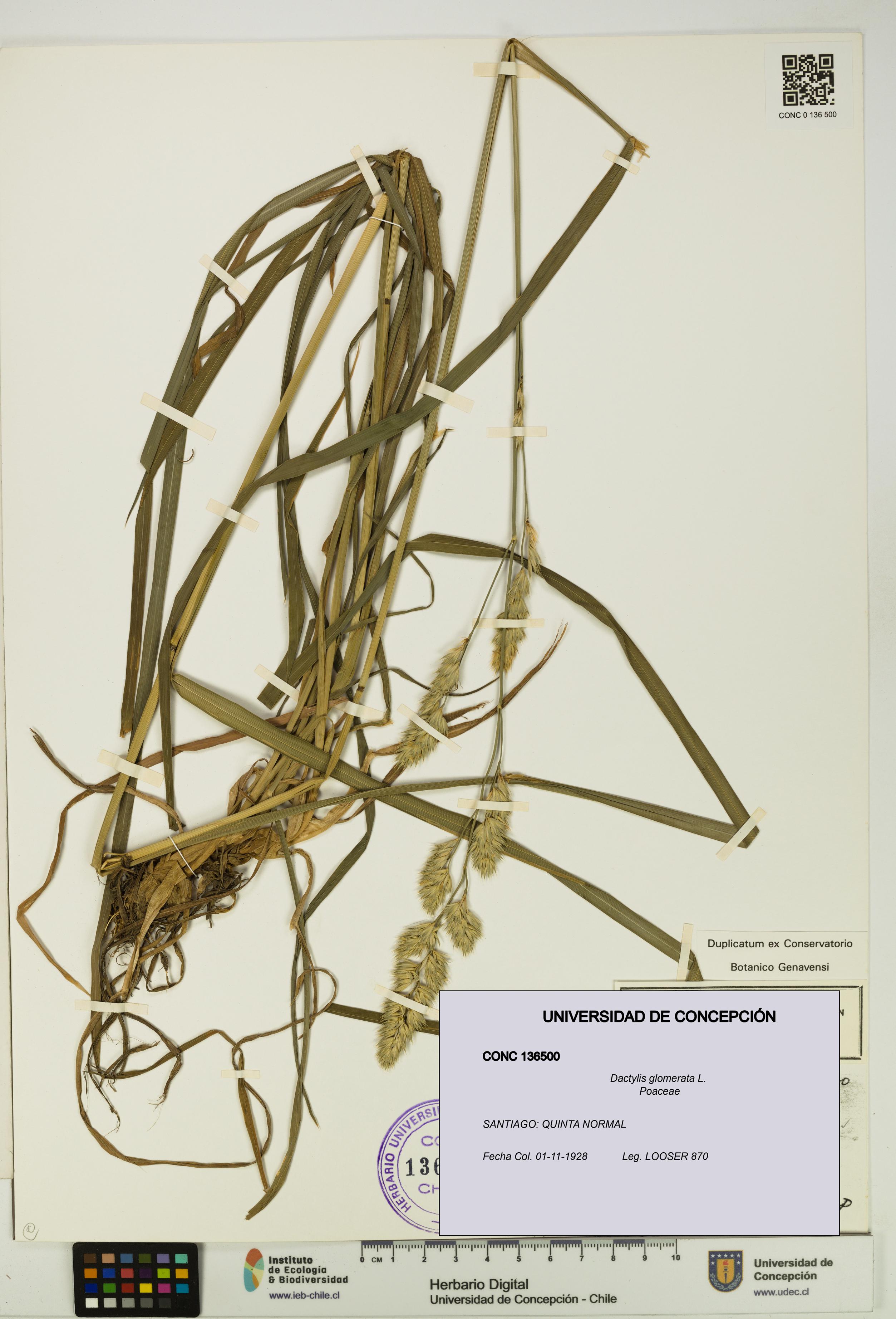 Dactylis glomerata [Espécimen: UDEC:CONC:0136500]