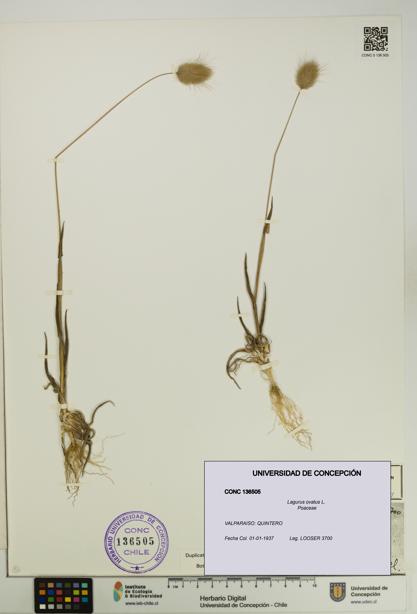 Lagurus ovatus [Espécimen: UDEC:CONC:0136505]