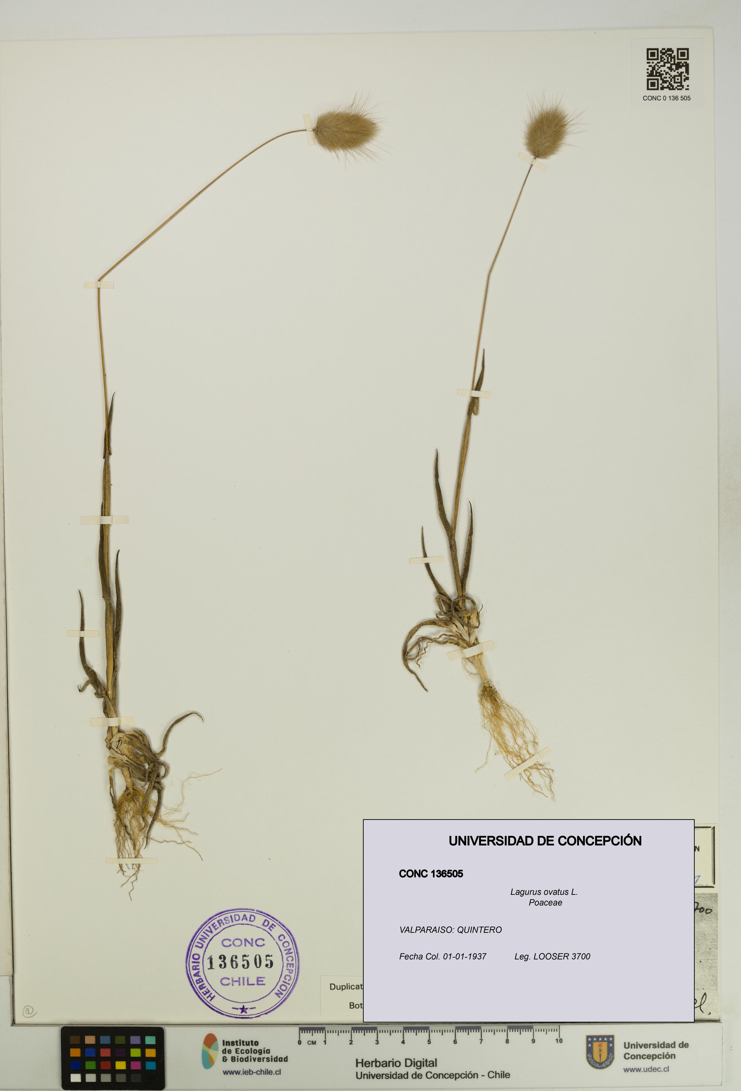 Lagurus ovatus [Espécimen: UDEC:CONC:0136505]