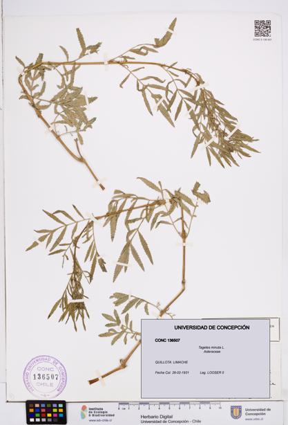 Tagetes minuta [Espécimen: ]