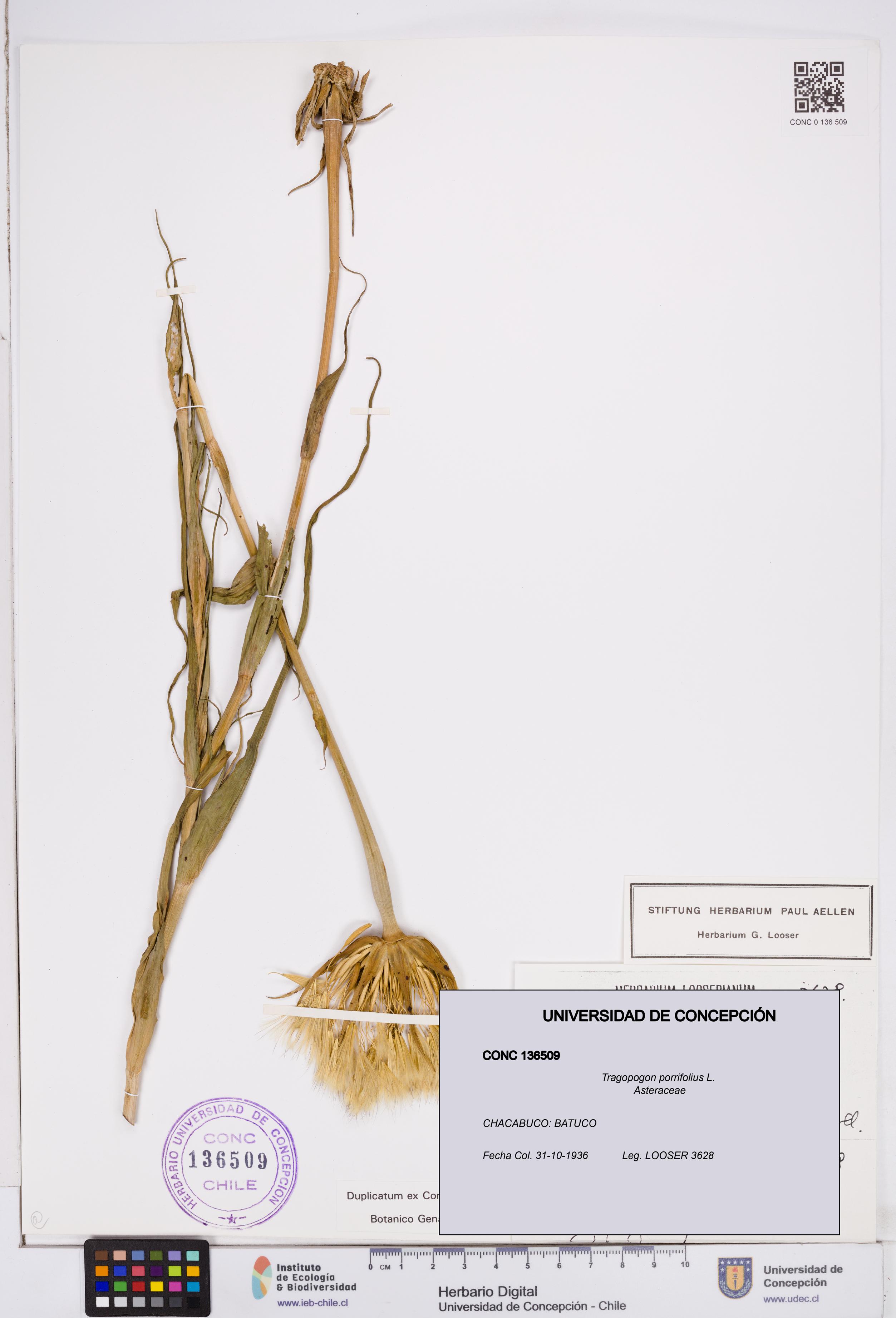 Tragopogon porrifolius [Espécimen: ]