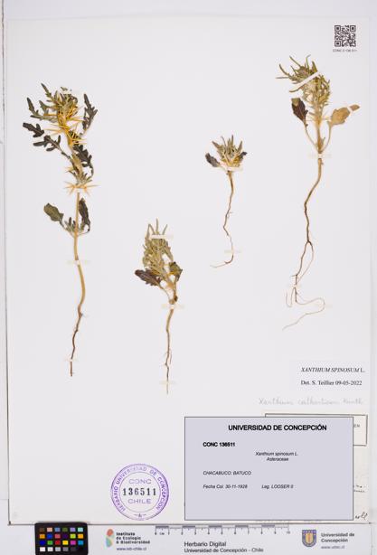 Xanthium spinosum [Espécimen: ]