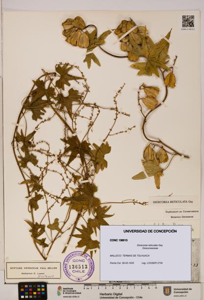 Dioscorea reticulata [Espécimen: ]