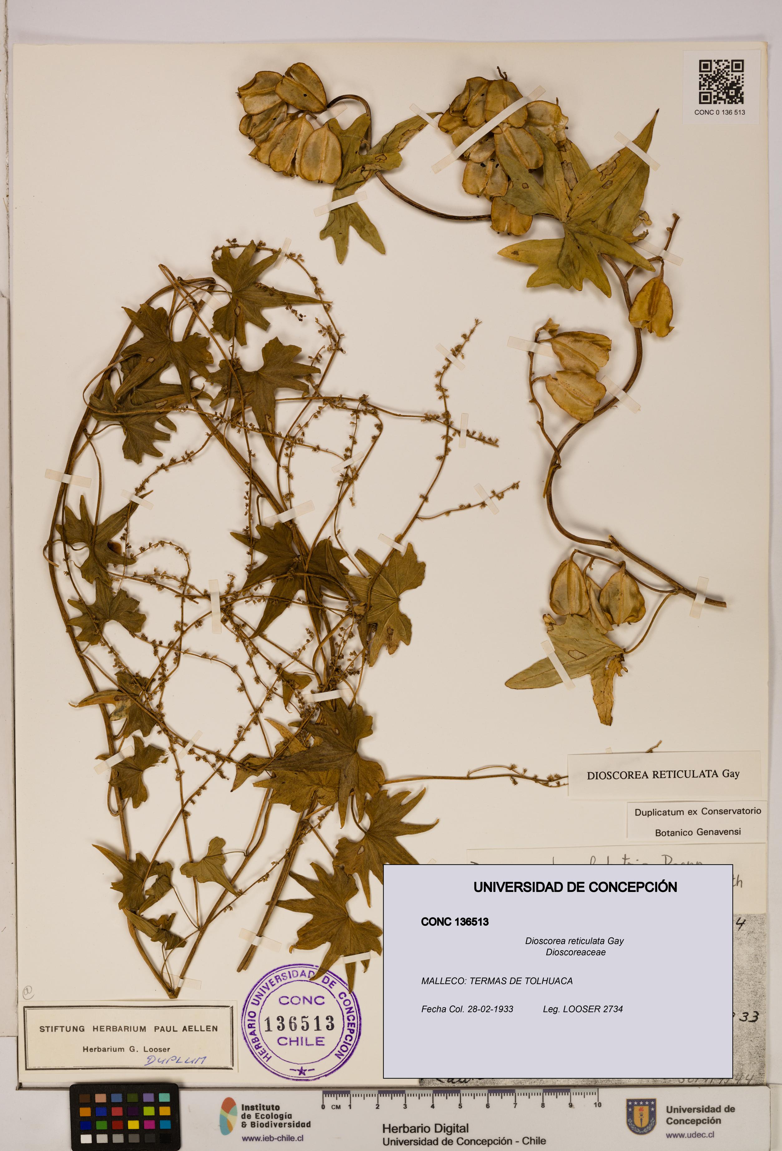 Dioscorea reticulata [Espécimen: ]