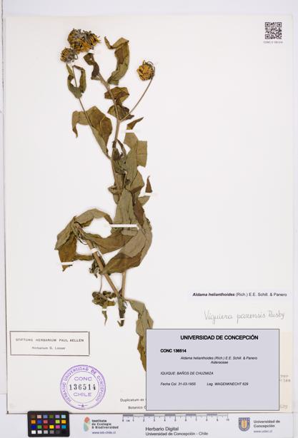 Aldama helianthoides [Espécimen: ]