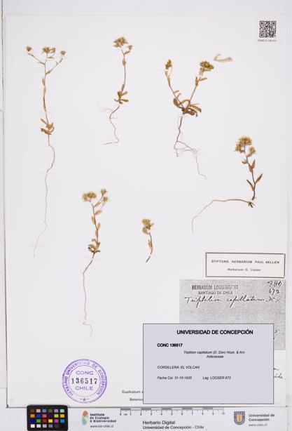 Triptilion capillatum [Espécimen: ]