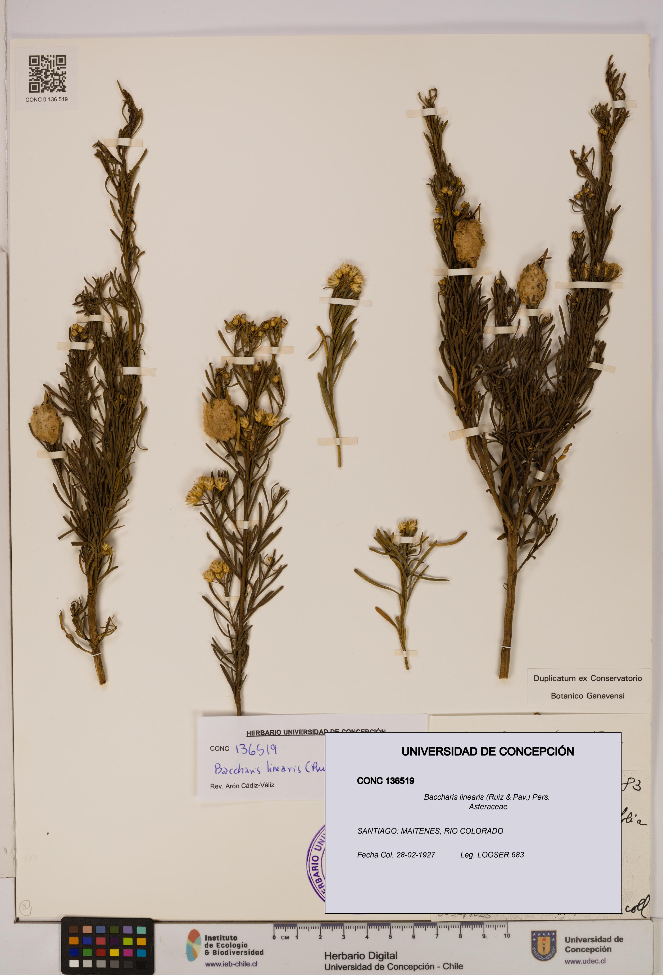 Baccharis linearis [Espécimen: UDEC:CONC:0136519]