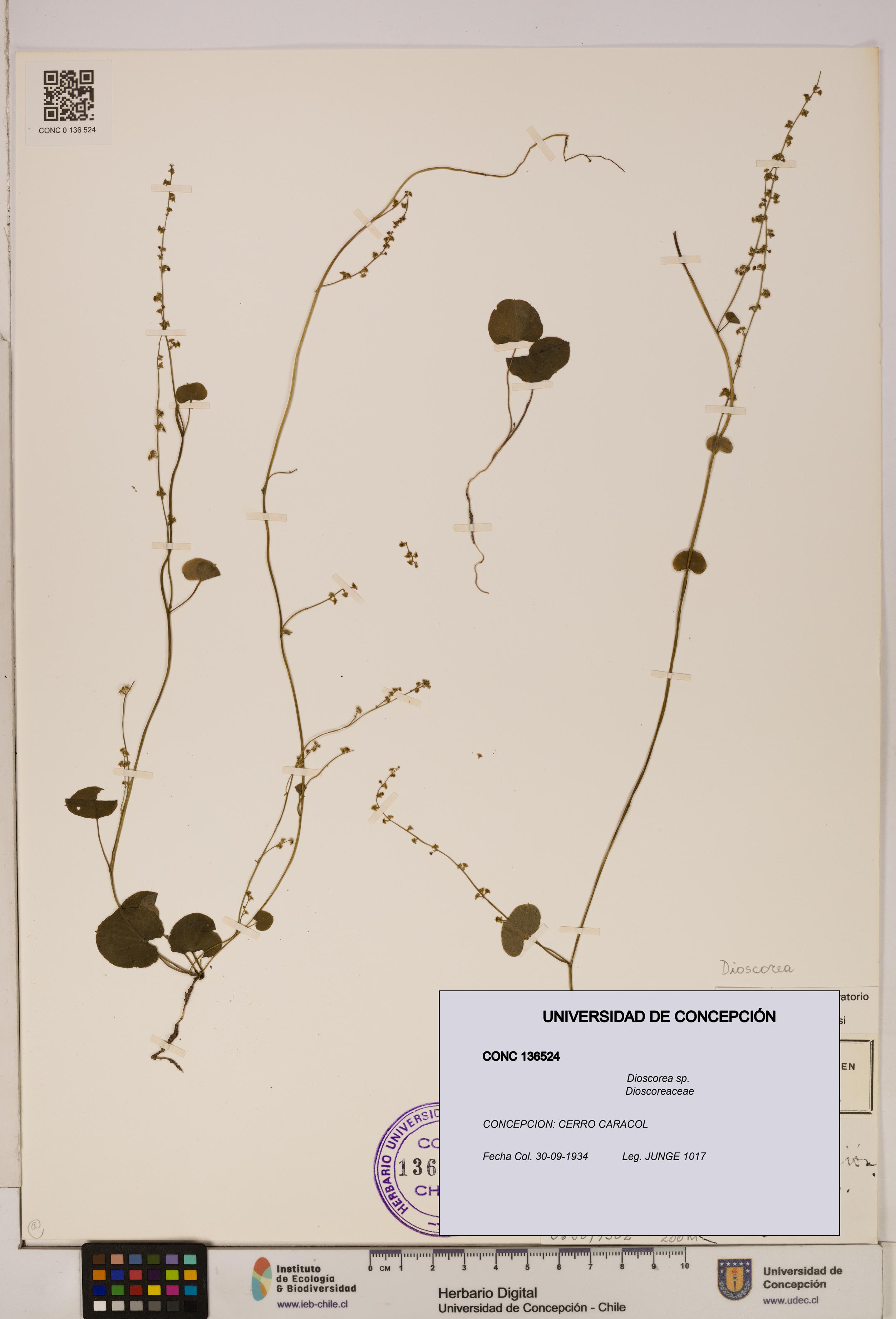 Dioscorea sp. [Espécimen: ]