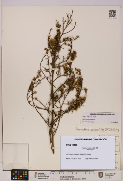 Baccharis paniculata [Espécimen: UDEC:CONC:0136525]