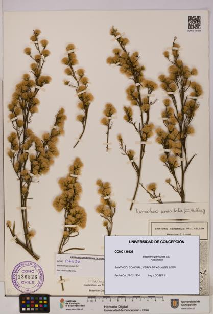 Baccharis paniculata [Espécimen: UDEC:CONC:0136526]