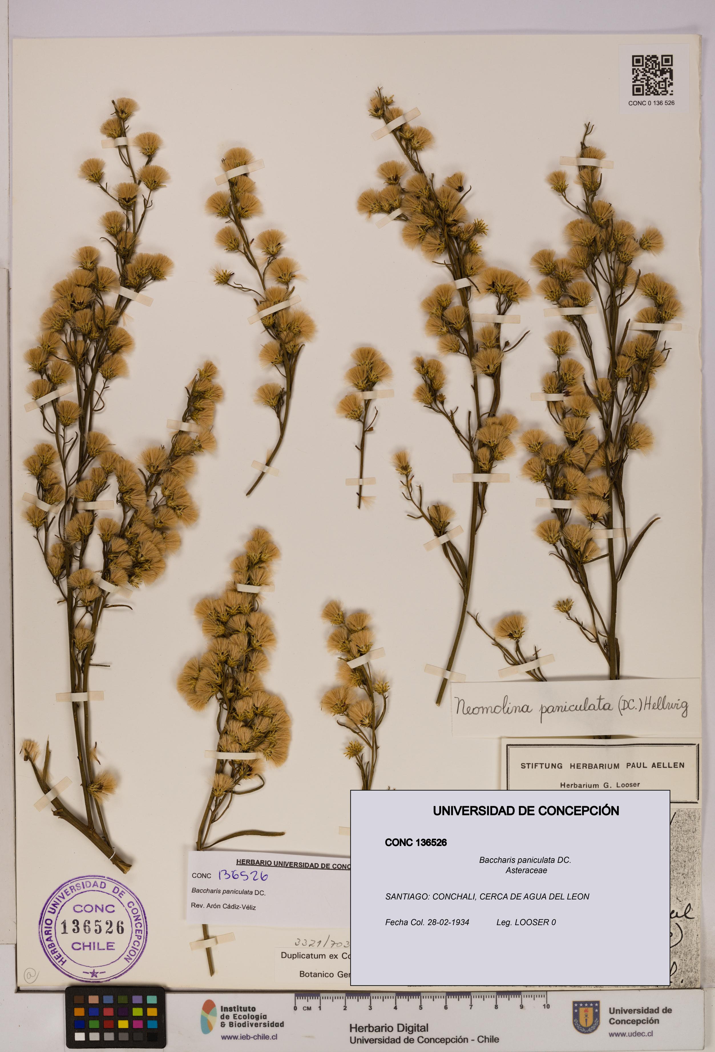 Baccharis paniculata [Espécimen: UDEC:CONC:0136526]