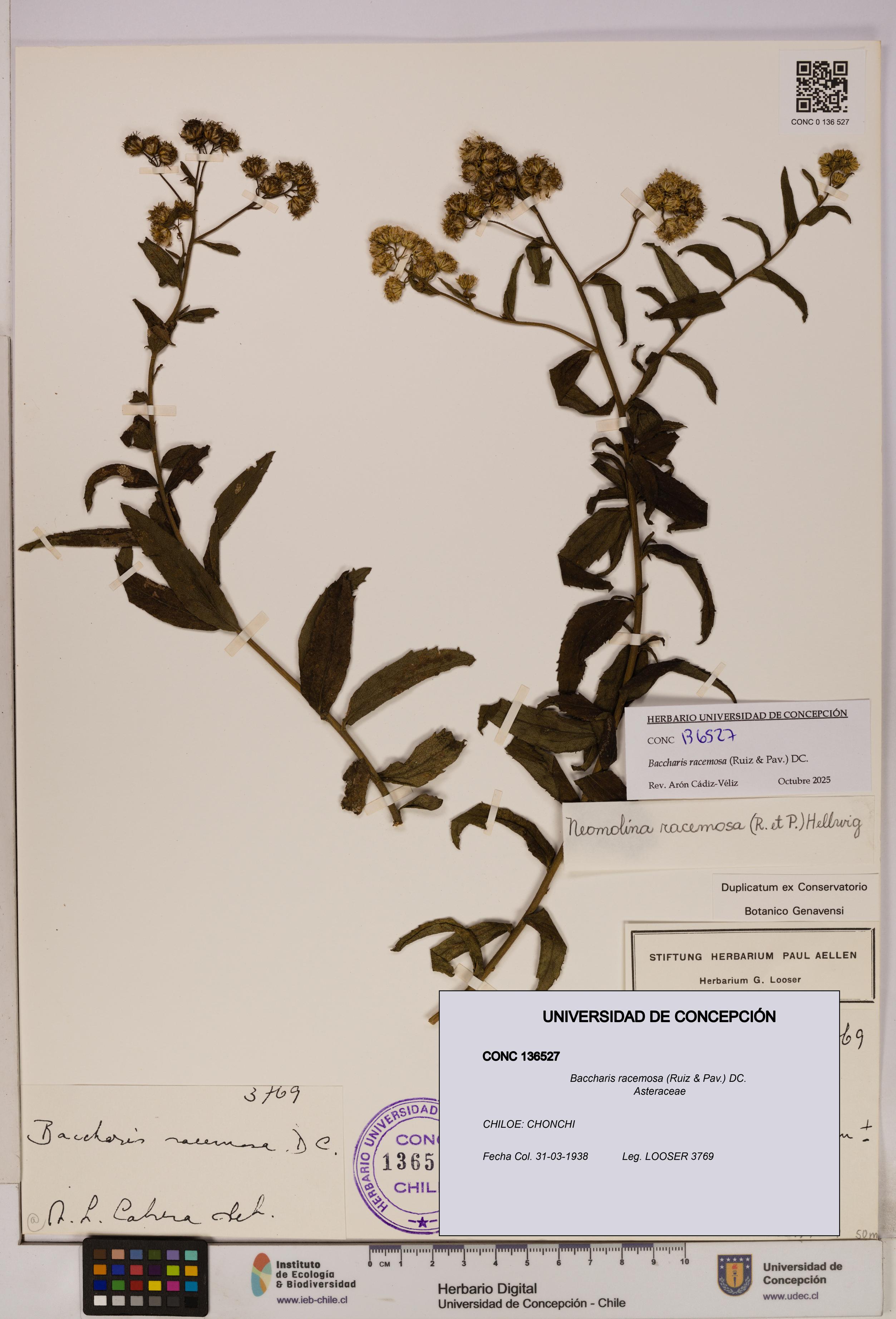 Baccharis racemosa [Espécimen: UDEC:CONC:0136527]