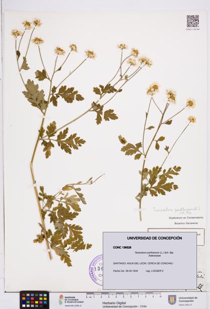 Tanacetum parthenium [Espécimen: ]