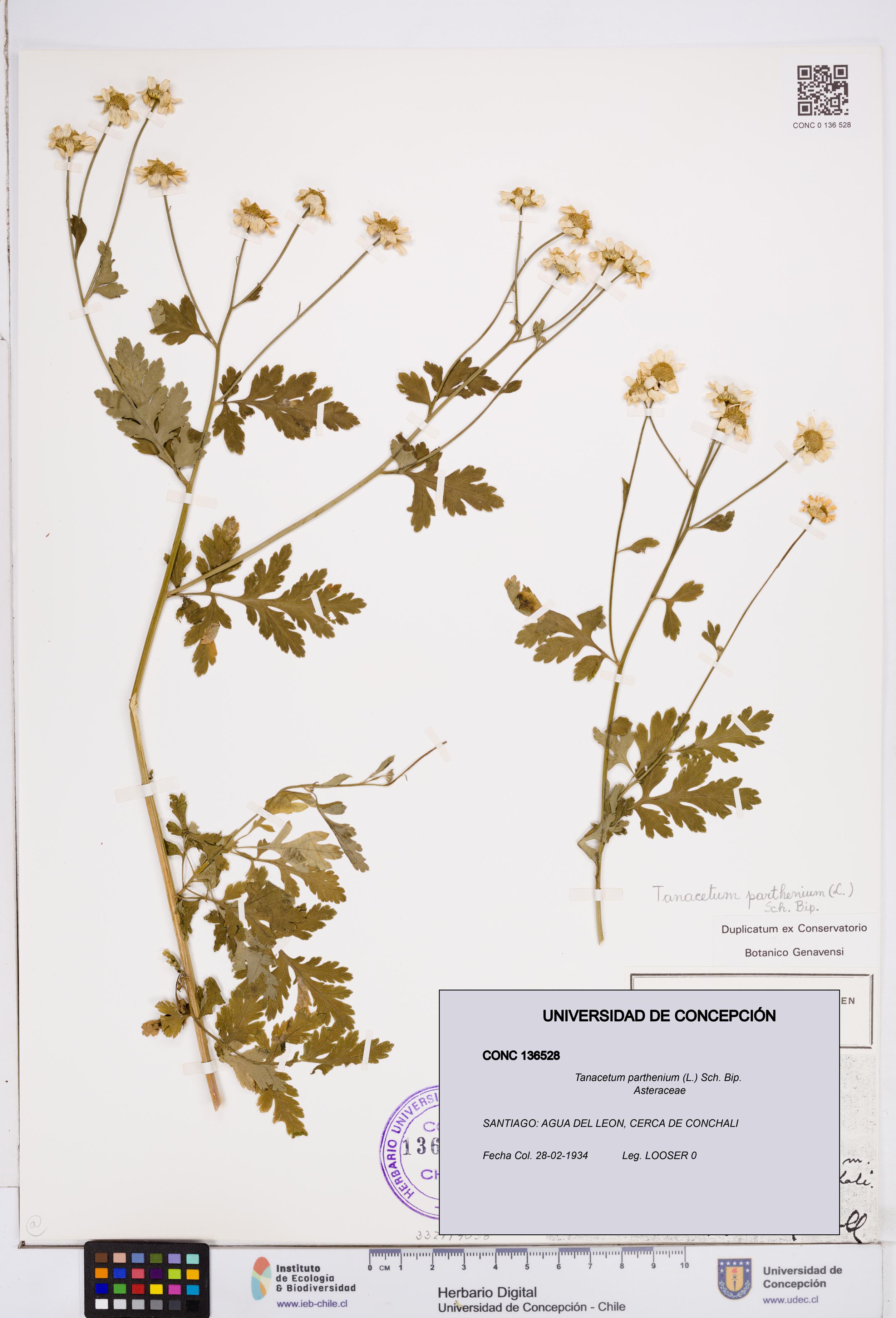 Tanacetum parthenium [Espécimen: ]