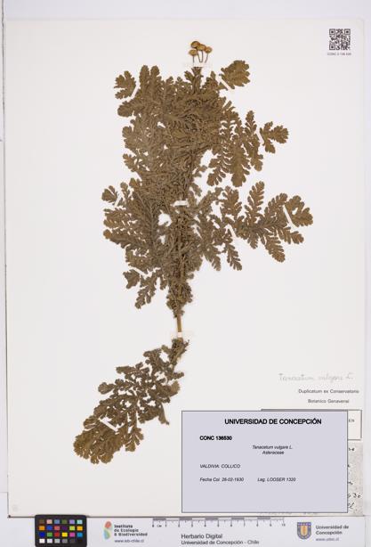 Tanacetum vulgare [Espécimen: ]